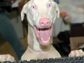 This Dog is Awesome