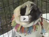 Pugs and Donutes Video
