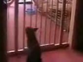 Retarded Cat
